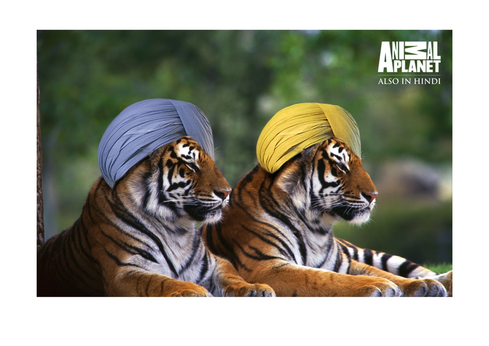 Animal planet photos